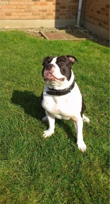 Photo d'Hugo, American Staffordshire terrier pure race