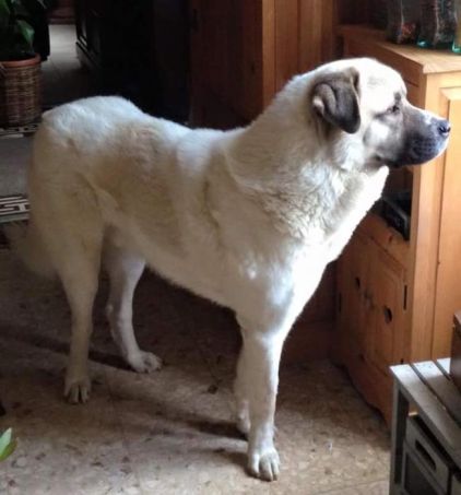 Photo de Galak, Berger d'Anatolie kangal pure race