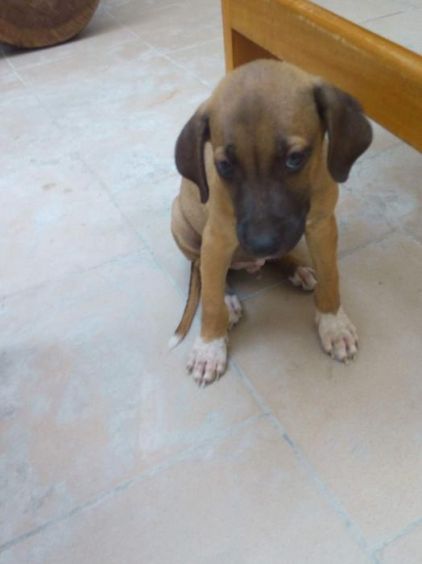 Photo de Rex, Rhodesian ridgeback crois�