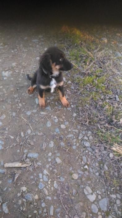 Photo de Kayenne, Beauceron crois� Border Collie