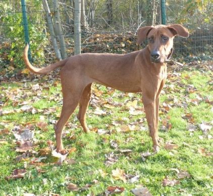 Photo de Nouba, Rhodesian ridgeback crois�