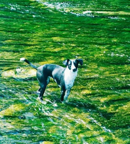 Photo de Douce, Pinscher nain crois� Jack Russell terrier