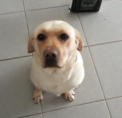Photo de Loops, Labrador Retriever pure race