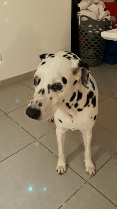 Photo de Safira, Dalmatien pure race