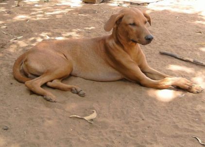 Photo de Rox, Rhodesian ridgeback crois�