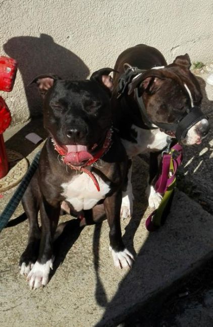 Photo de Intox, American Staffordshire terrier pure race
