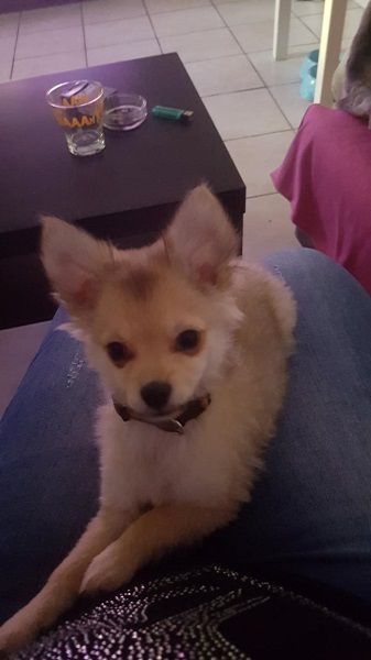 Photo de Nouky, Chihuahua crois� Spitz allemand