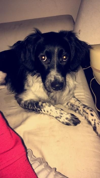 Photo de Naila, Border Collie crois� Epagneul breton
