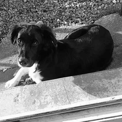Photo de nisko, Border Collie crois� Epagneul breton