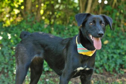 Photo de MAE, Border Collie crois� L�vrier