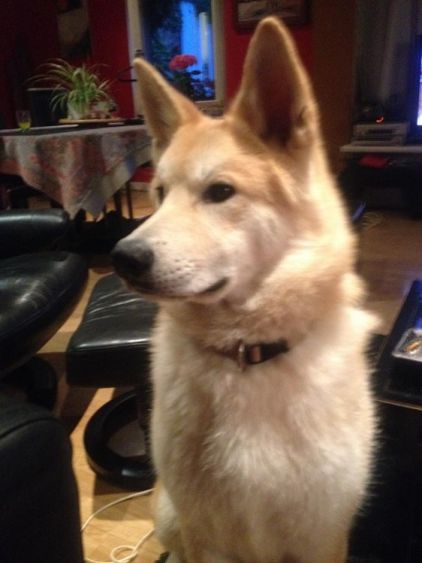 Photo de Jedi, Akita crois� Berger blanc suisse