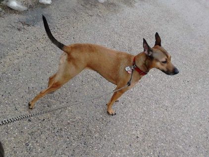 Photo de Vickie, Berger Belge Malinois crois�