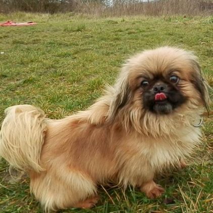 Photo de Tyson, P�kinois pure race