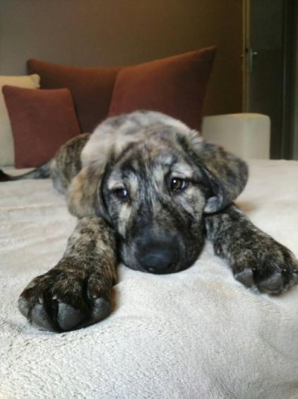 Photo de Nina, Berger d'Anatolie kangal crois� Cursinu