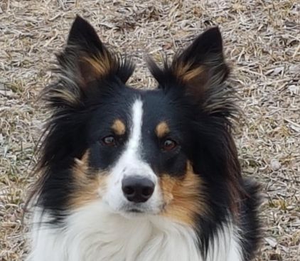Photo de Jaws, Border Collie crois� Shetland