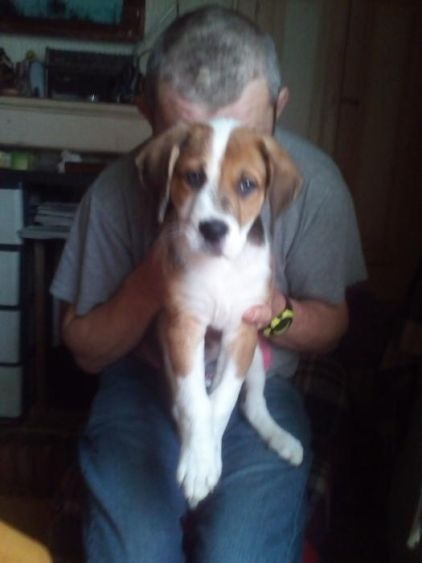 Photo de Rex, Saint-bernard crois� Labrador Retriever