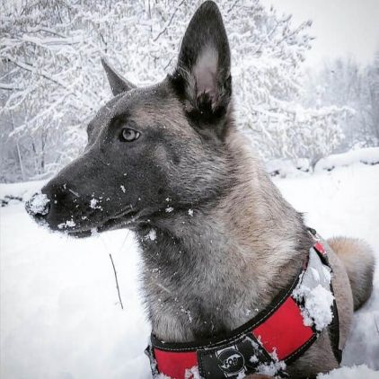 Photo de Veggy, Berger Belge Malinois pure race