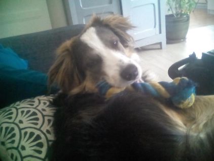 Photo de N�o, Border Collie crois�