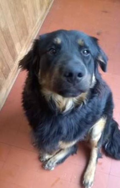 Photo de Bibou, Labrador Retriever crois� Beauceron