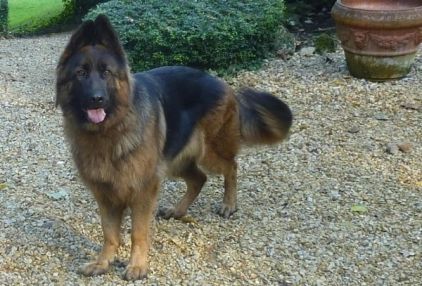 Photo de Mickless, Berger Allemand pure race