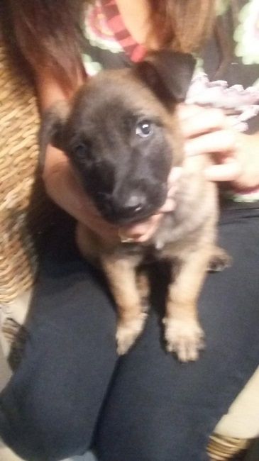 Photo de milka, Berger Belge Malinois pure race