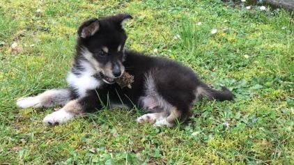 Photo de Lokie, Berger australien crois� Husky