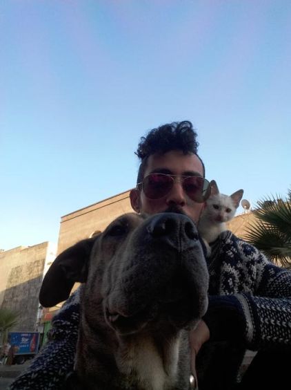 Photo de zoro, Shar Pei crois� Pitbull
