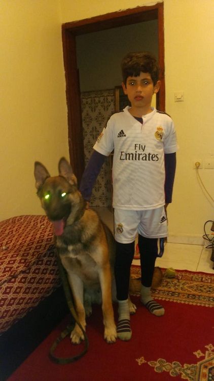 Photo de Flash , Berger Belge Malinois pure race