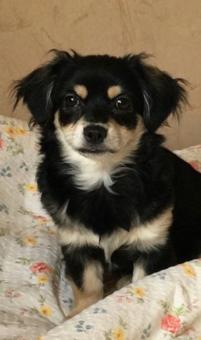 Photo d'Oreo, Chihuahua crois� P�kinois