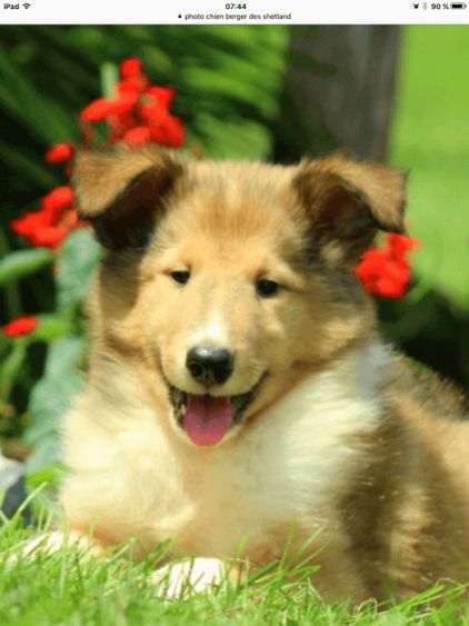 Photo de Caramelle, Shetland pure race