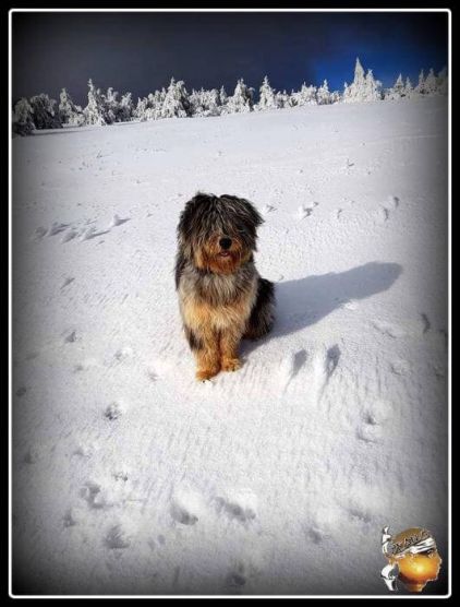 Photo de Merlin, Berger australien crois� berger des pyr�n�es