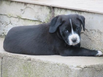 Photo de Valentine, Border Collie crois� Boxer
