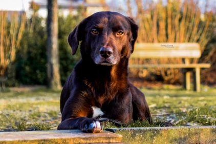 Photo de Boonty, corniaud Braque allemand Labrador Retriever