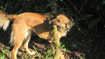 Photo de Laita, corniaud Berger Belge Tervueren Border Collie