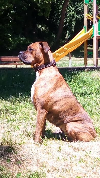 Photo de Niwenn, corniaud Bouledogue am�ricain Dogue argentin