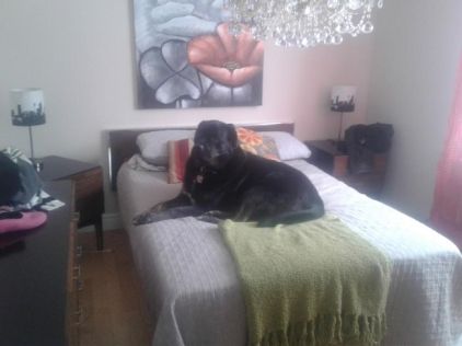 Photo d'Harley, Bullmastiff crois� Bouvier bernois