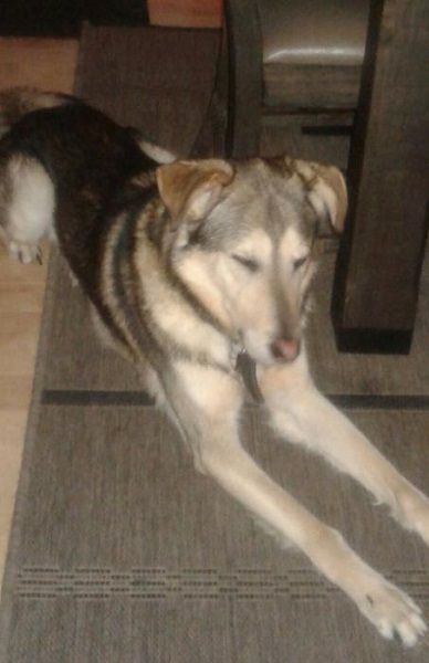Photo de Rocky, Rottweiler crois� Malamute de l'Alaska