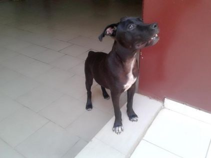 Photo de Pit, Pitbull crois� Cane Corso