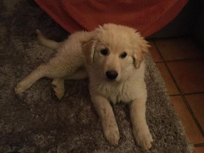 Photo de Olaf, Labrador Retriever crois� Montagne des Pyr�n�es