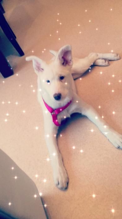 Photo de Dolly, Beauceron crois� Husky