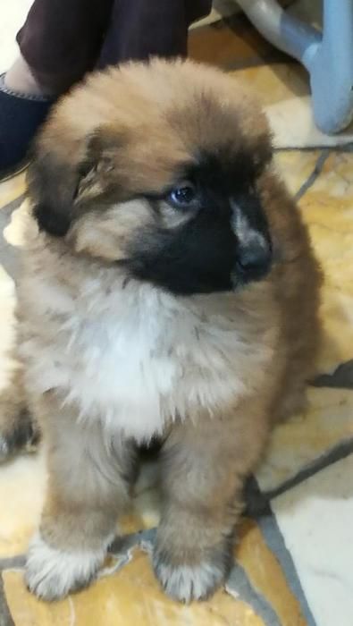 Photo d'Olaf, corniaud Berger Allemand berger des pyr�n�es