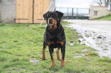 Photo de Toxyne, Rottweiler pure race
