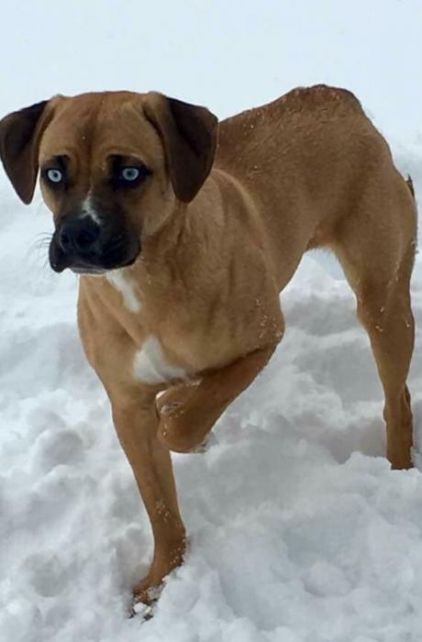 Photo de Cocotte, Berger Allemand crois� Dogue de Bordeaux