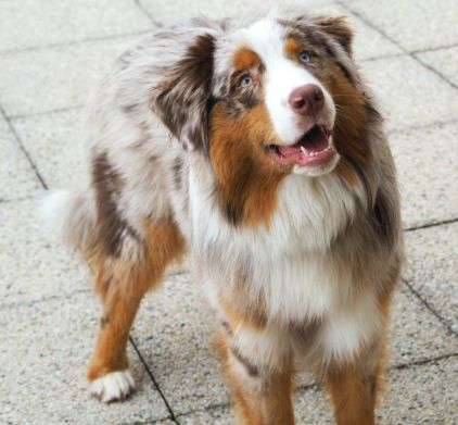 Photo de Nougat, Berger australien pure race