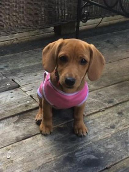 Photo de Nala, Jack Russell terrier crois� Cocker anglais