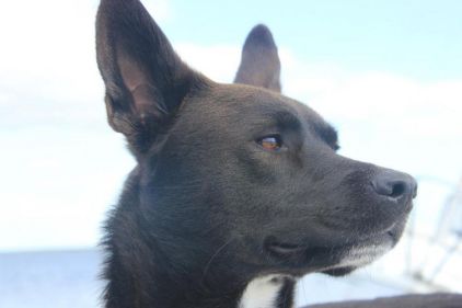 Photo de Skunk, Berger Belge Malinois crois� Husky