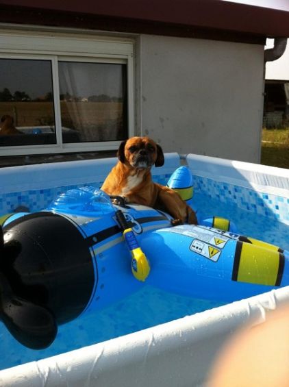 Photo de DOOGY, Carlin crois� Cavalier King Charles