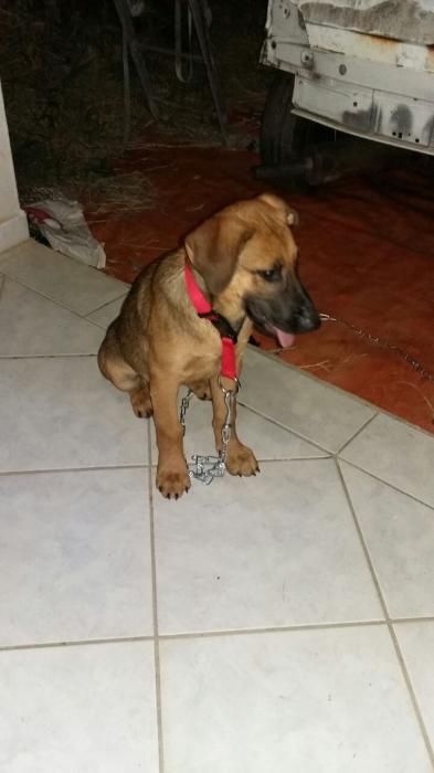 Photo de KEN, Berger Belge Malinois crois� Labrador Retriever