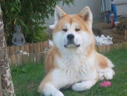 Photo de Kyo, Akita pure race
