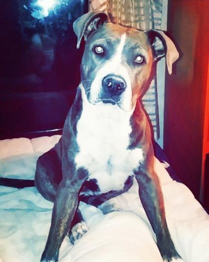 Photo de Nala, American Staffordshire terrier pure race
